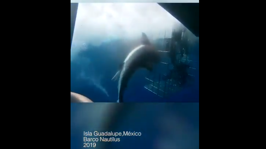 Responde Nautilus a las acusaciones sobre muerte de un tiburón blanco en una jaula para turistas