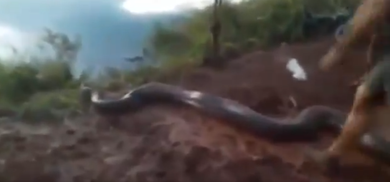 Valiente reacción: Unos ciclistas evitaron que una enorme serpiente devorara a su perro