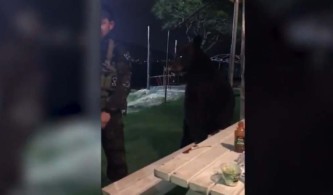 Un oso irrumpió mientras jugaban gotcha... y se pusieron a interactuar con él