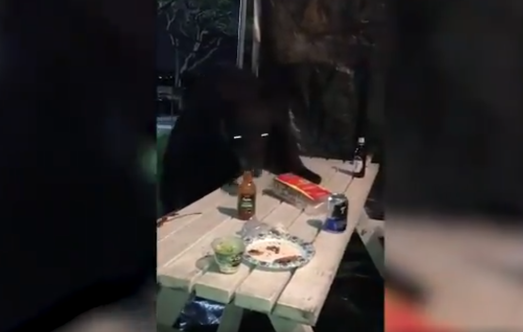 Un oso irrumpió mientras jugaban gotcha... y se pusieron a interactuar con él