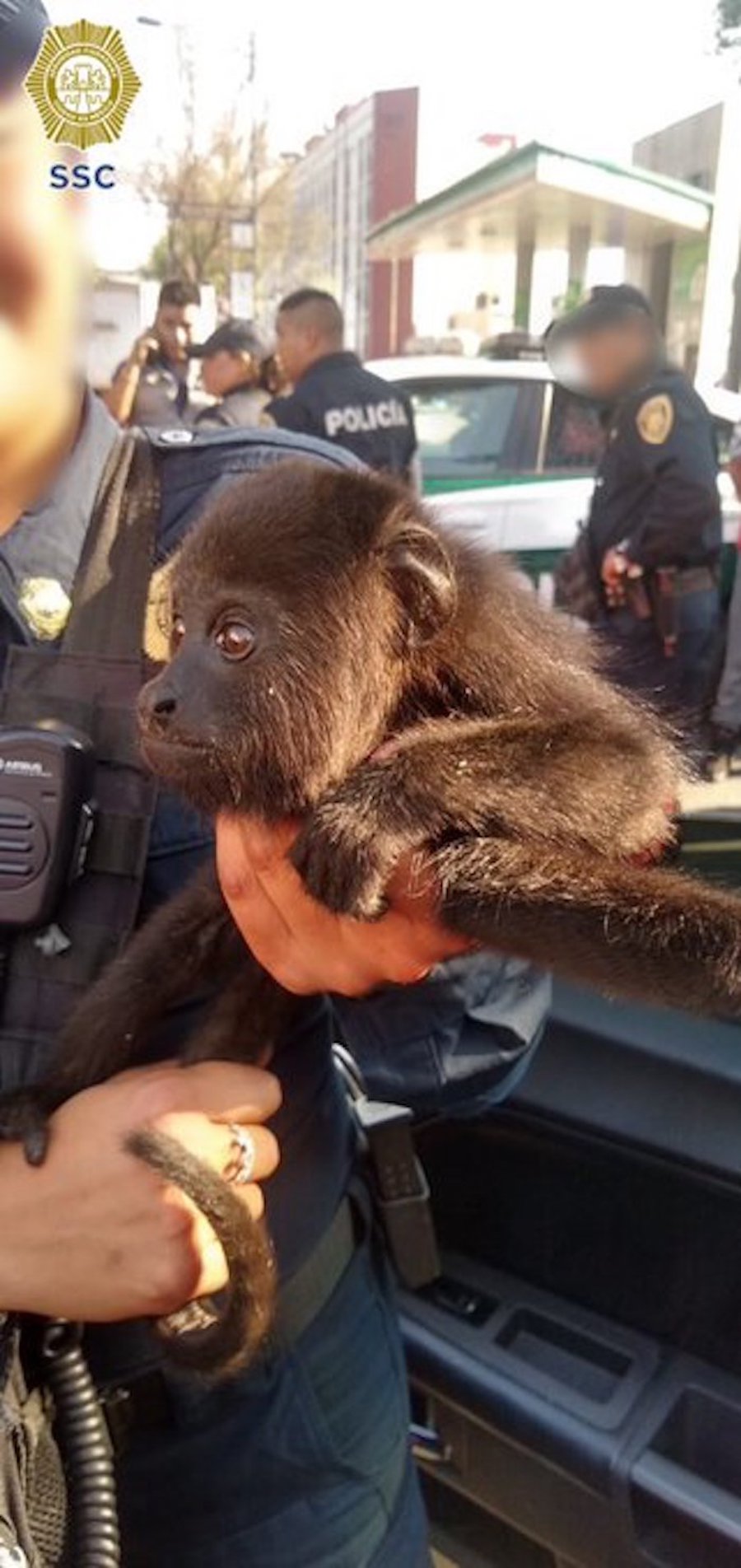 Mono-capuchino-ssc-cdmx