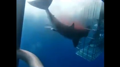 Responde Nautilus a las acusaciones sobre muerte de un tiburón blanco en una jaula para turistas