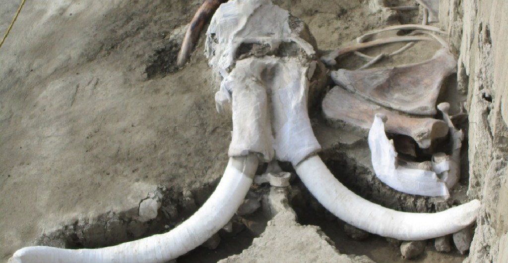 Restos de mamuts y otros hallazgos arqueológicos no detendrán obras en Santa Lucía