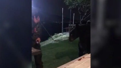 Un oso irrumpió mientras jugaban gotcha... y se pusieron a interactuar con él