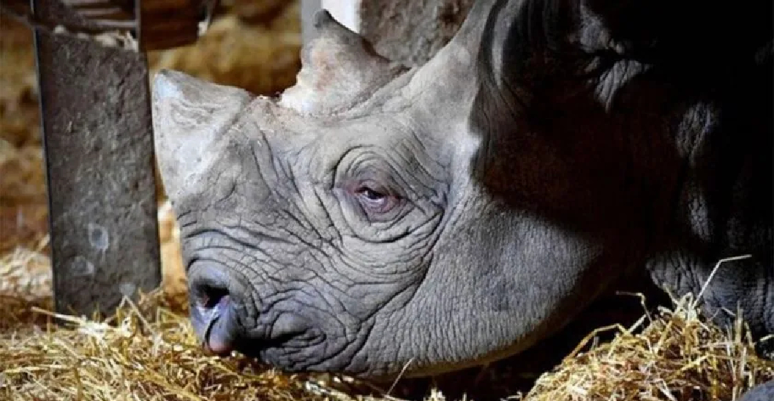 Ojalá fuera broma: Murió a los 57 años la rinoceronte más longeva del mundo