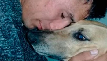 Nada vale más que la amistad: Le robaron a su perro y ofreció su auto como recompensa para recuperarlo