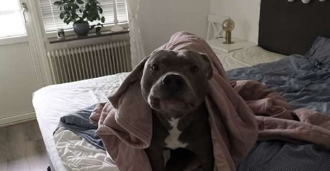 Le tenía miedo al pitbull de su vecino hasta que éste le salvó la vida