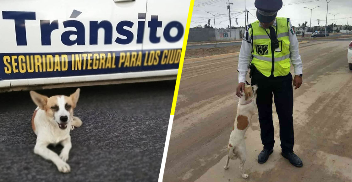 Ella es Esme, la perrita callejera que ahora es ‘policía de tránsito’ en Nuevo León