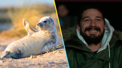 Esta bebé foca es tan fotogénica, que ahora es la sensación de internet