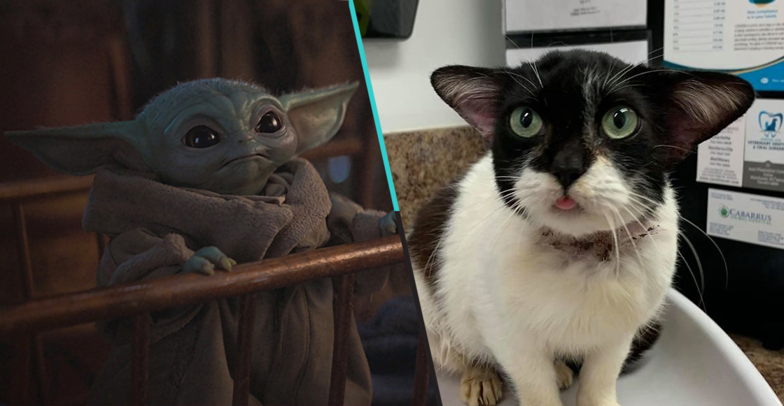 Dicen que este gatito se parece a Baby Yoda y ahora se volvió la sensación de internet