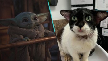 Dicen que este gatito se parece a Baby Yoda y ahora se volvió la sensación de internet