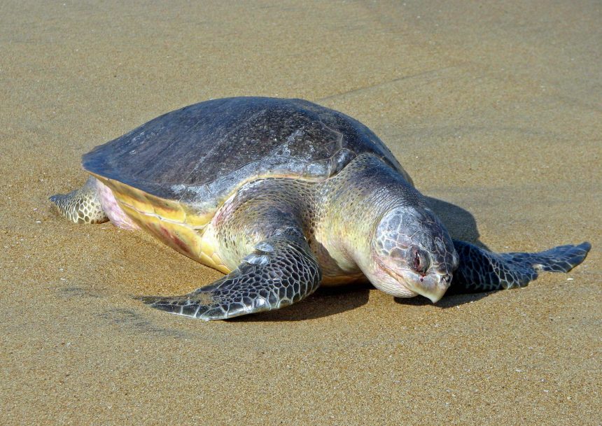 Dron capta al mayor grupo de tortugas marinas jamás antes visto