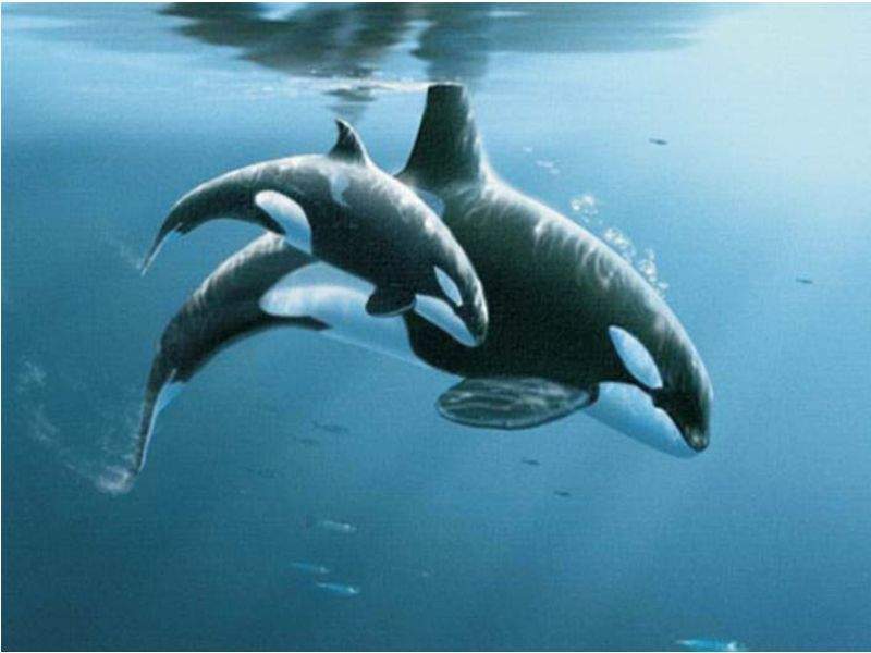 El rol de las abuelas es esencial hasta para las ‘ballenas asesinas’