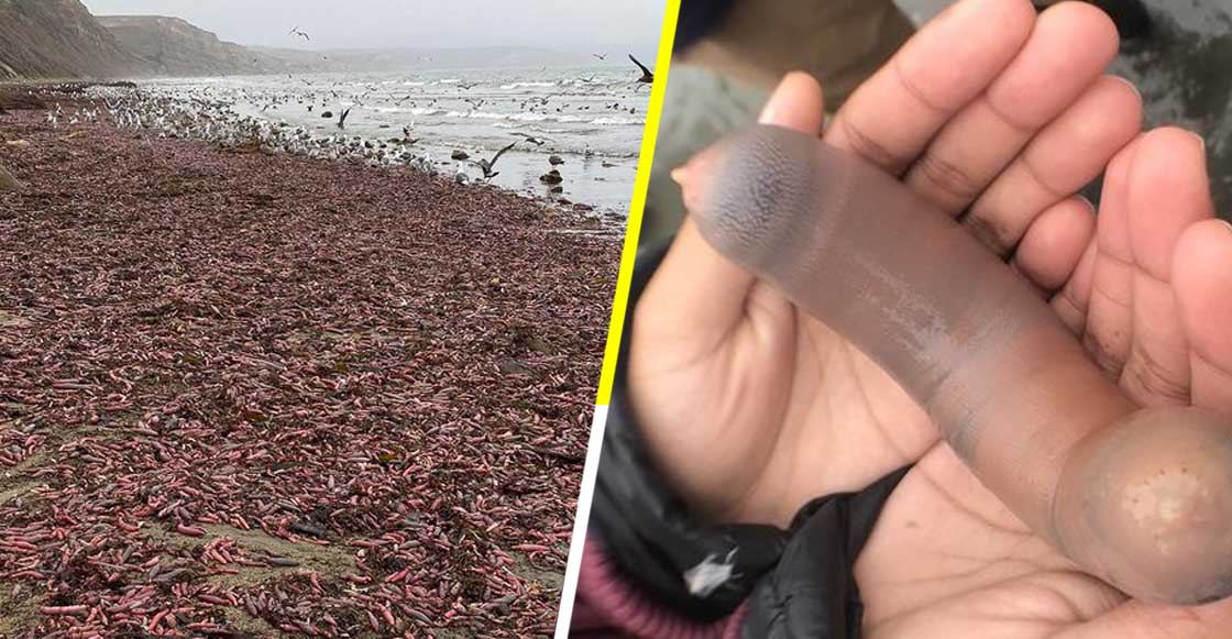 Cosas extrañas: Miles de "peces pene" aparecen varados en playa de California
