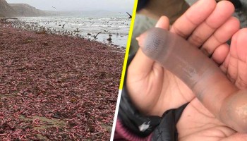 Cosas extrañas: Miles de "peces pene" aparecen varados en playa de California