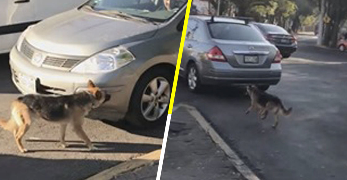 Mujeres abandonan a perrito en la calle y él corre detrás de su auto para alcanzarlas