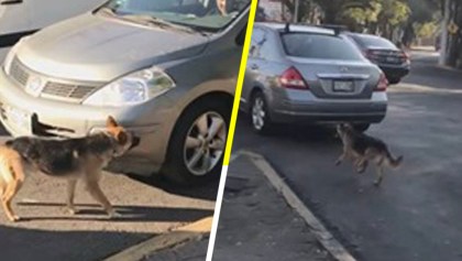 Mujeres abandonan a perrito en la calle y él corre detrás de su auto para alcanzarlas