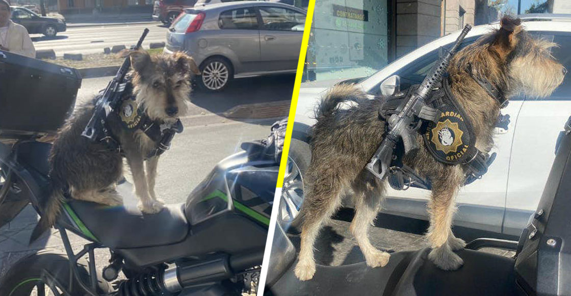 Panadería de la CDMX contrata a un perrito como guardia de seguridad Y ES HERMOSO