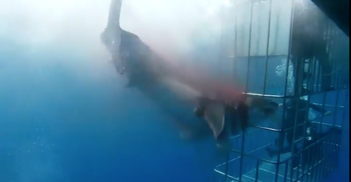 tiburon-blanco-muere-atorado-jaula-turistas-mexico-video-activistas-02