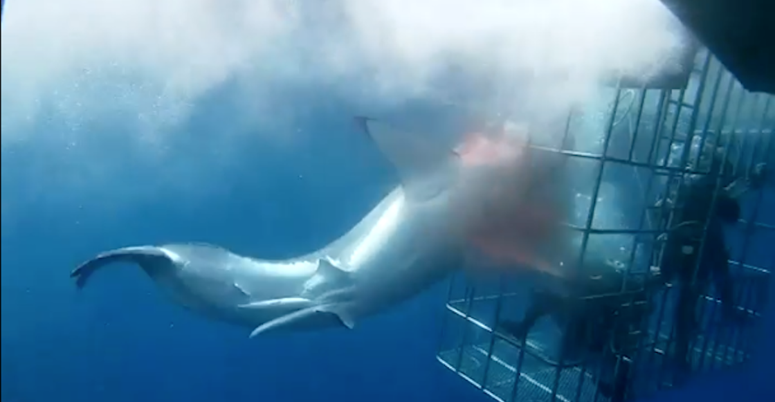 tiburon-blanco-muere-atorado-jaula-turistas-mexico-video-activistas