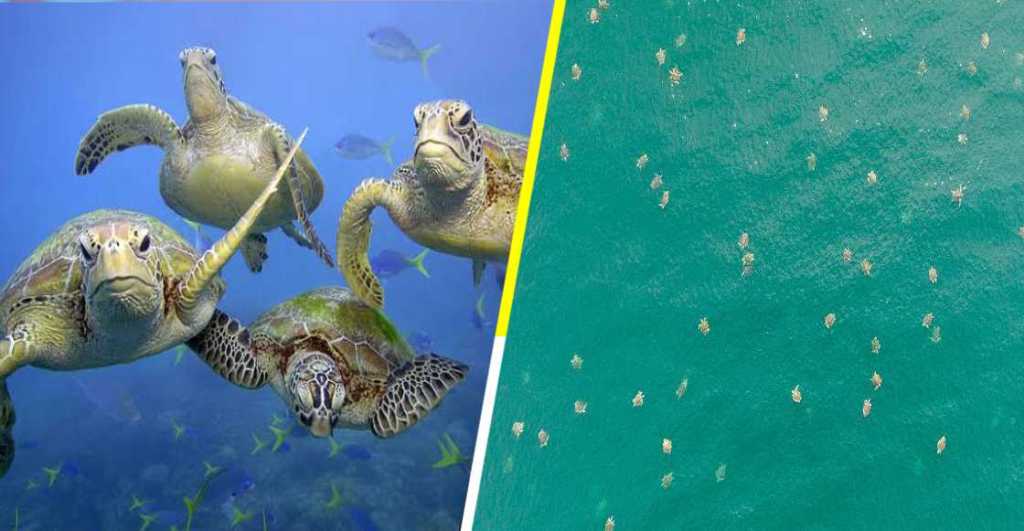 Dron capta al mayor grupo de tortugas marinas jamás antes visto
