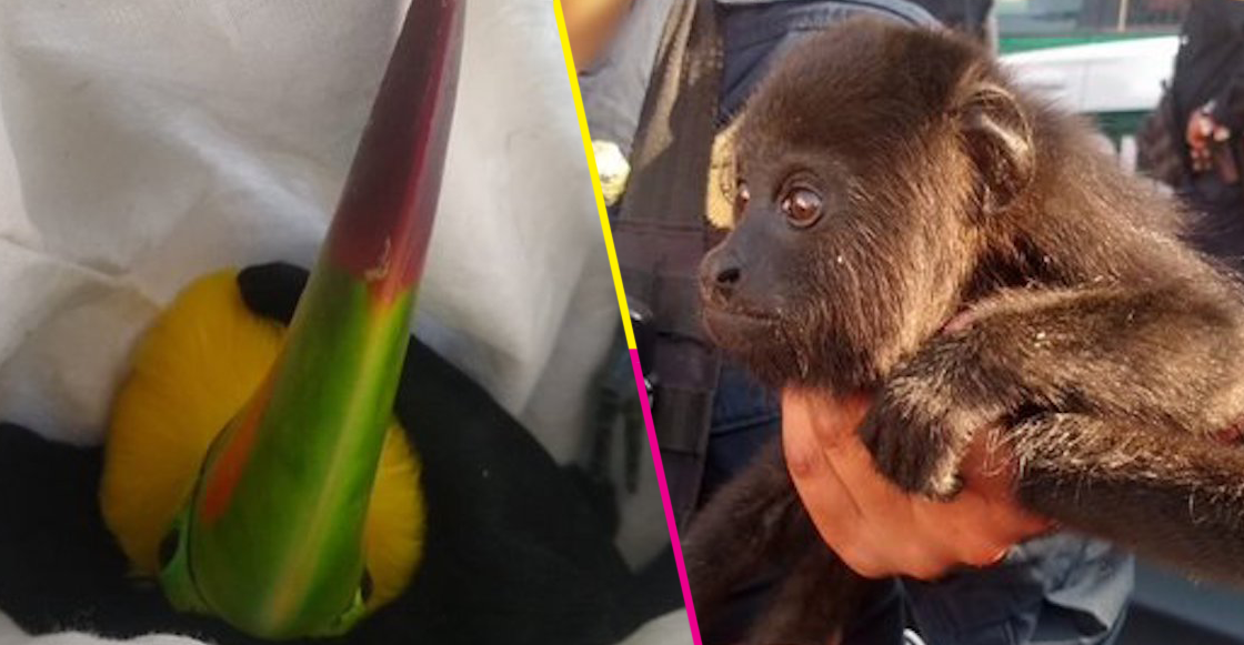 tucanes-mono-capuchino-ssc-cdmx