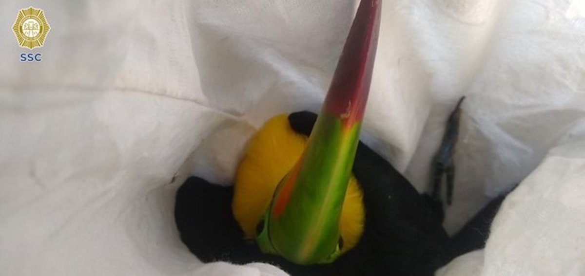 tucanes-rescatados-ssc-cdmx