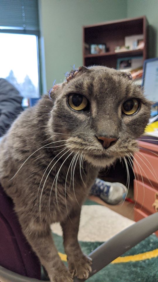 Lady, la gatita que perdió sus orejas por una infección y hoy vive muy feliz