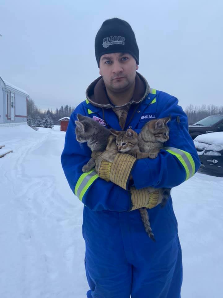 Héroe sin capa: Salvó a tres gatitos de morir congelados con ayuda de su café