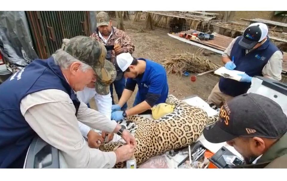 Capturan al jaguar que se comía a sus gallos y lo liberan ileso