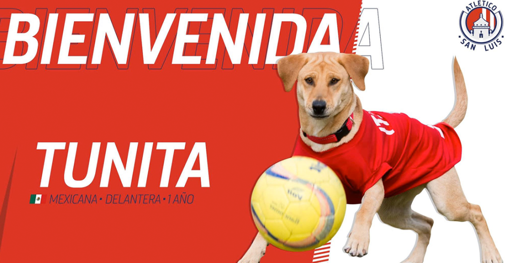 ¡Bienvenida! Atlético San Luis anunció a 'Tunita' como su refuerzo más perrón