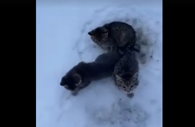 Héroe sin capa: Salvó a tres gatitos de morir congelados con ayuda de su café