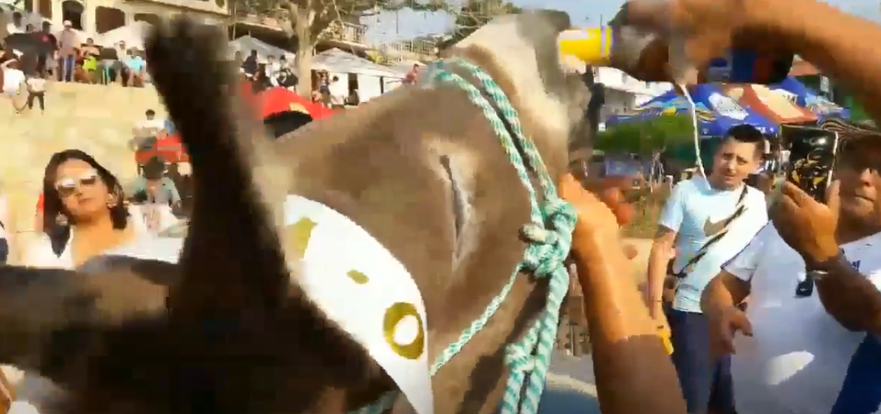 Un burro fue obligado a beber cerveza por la nariz tras ganar una carrera en Colombia