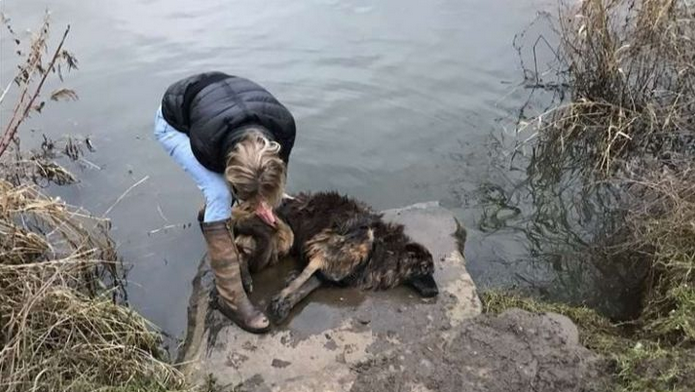 Una perrita fue rescatada de un río al que la arrojaron amarrada de una piedra