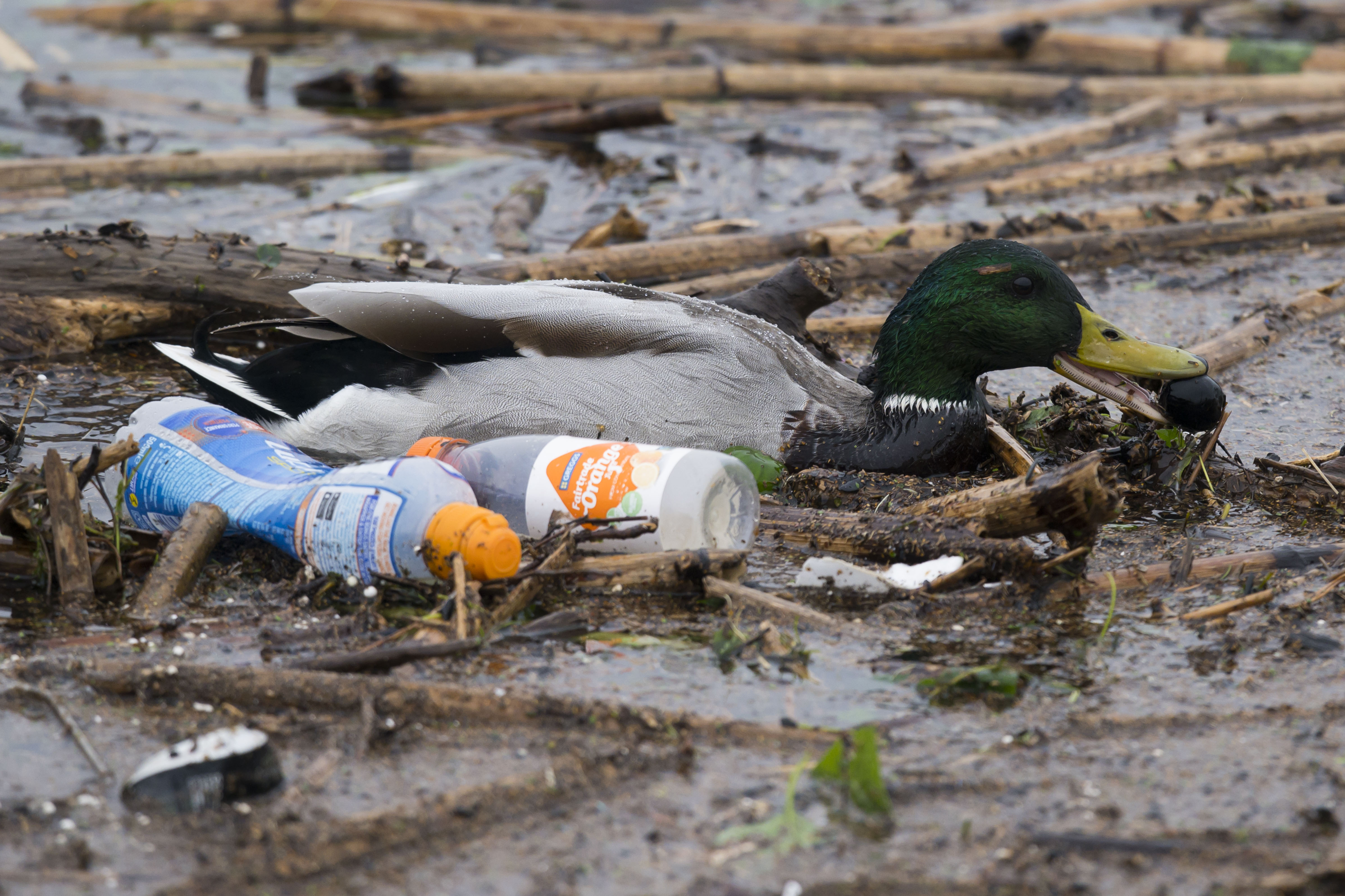 Estragos de la contaminación: Graban cómo una serpiente vomita una botella de plástico en la India