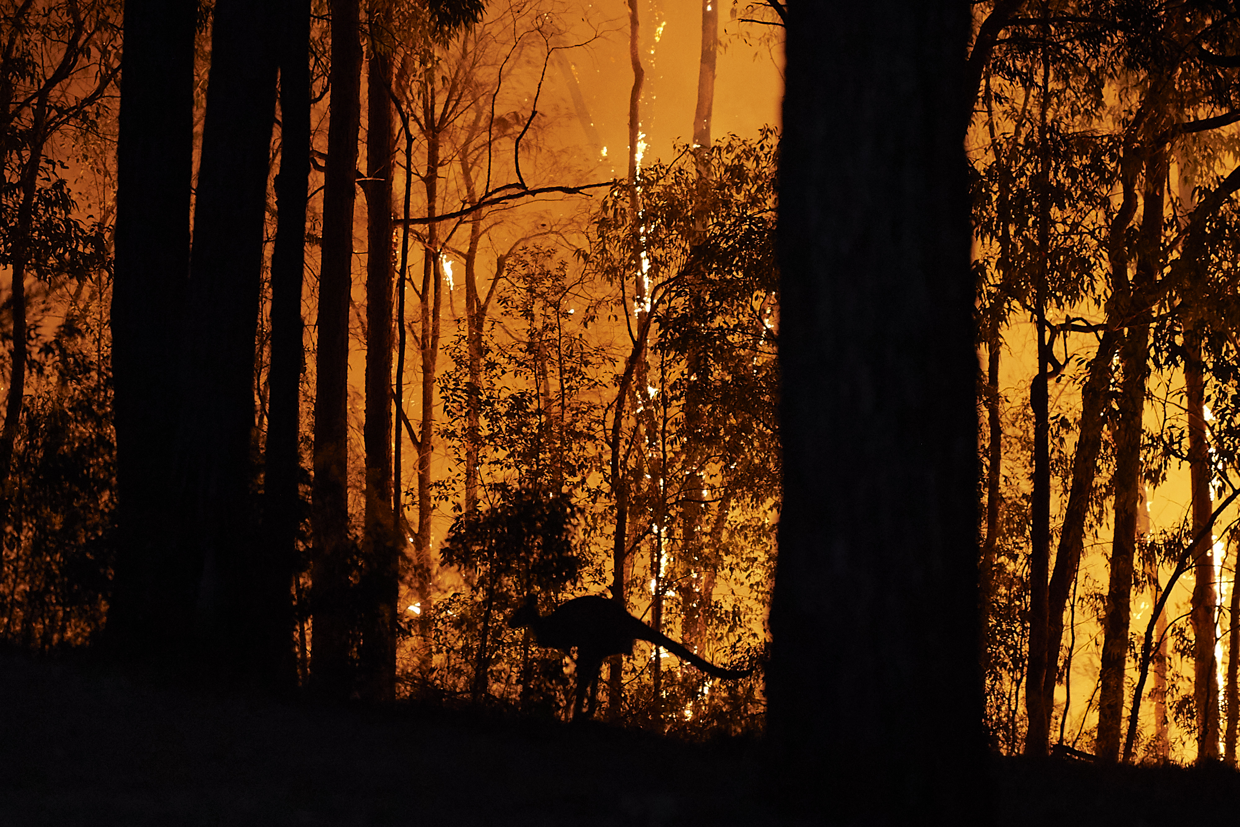 Arrojan vegetales desde helicópteros para alimentar a los animales afectados por los incendios en Australia