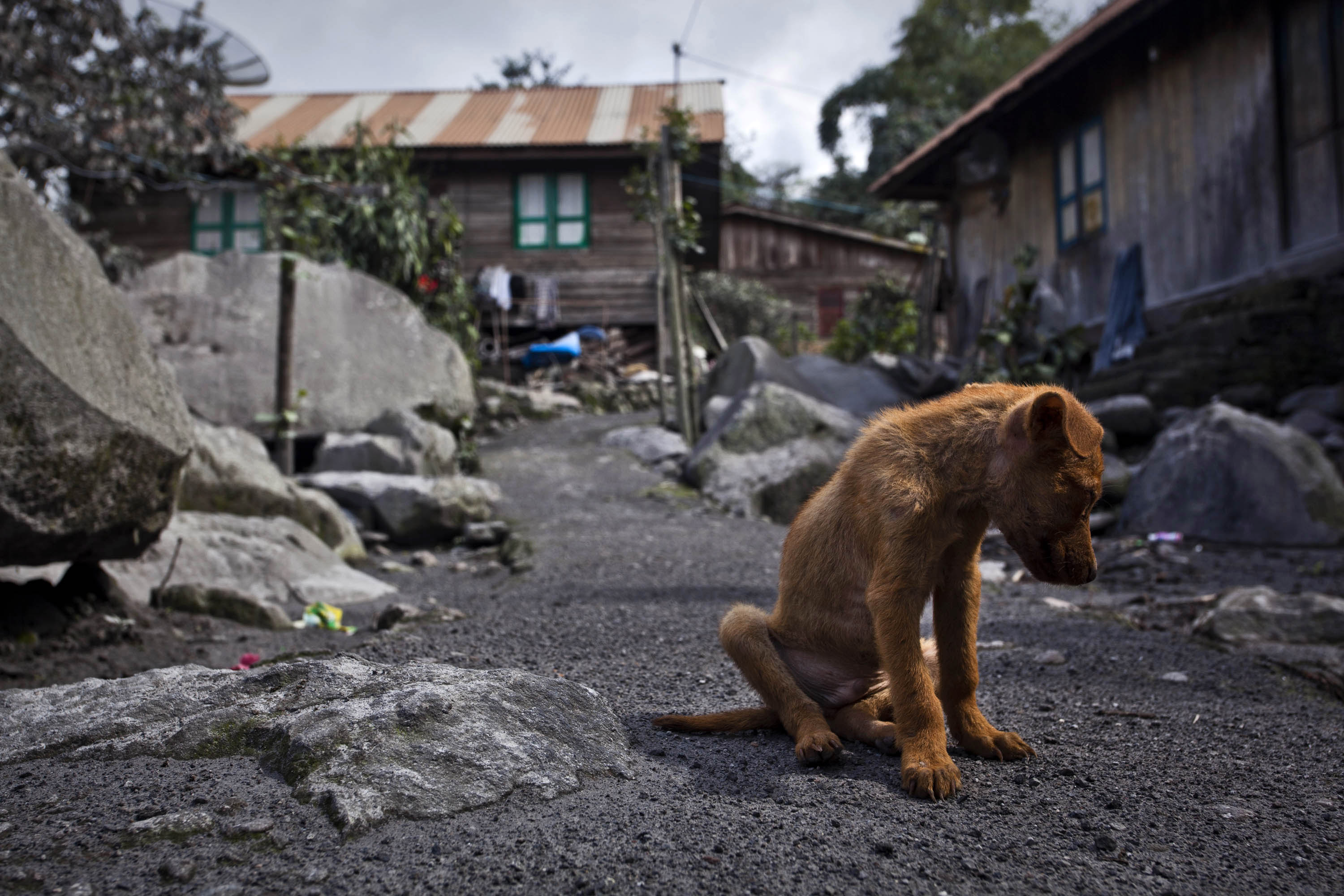 Nadie abandona a tantos perritos en Latinoamérica como los mexicanos