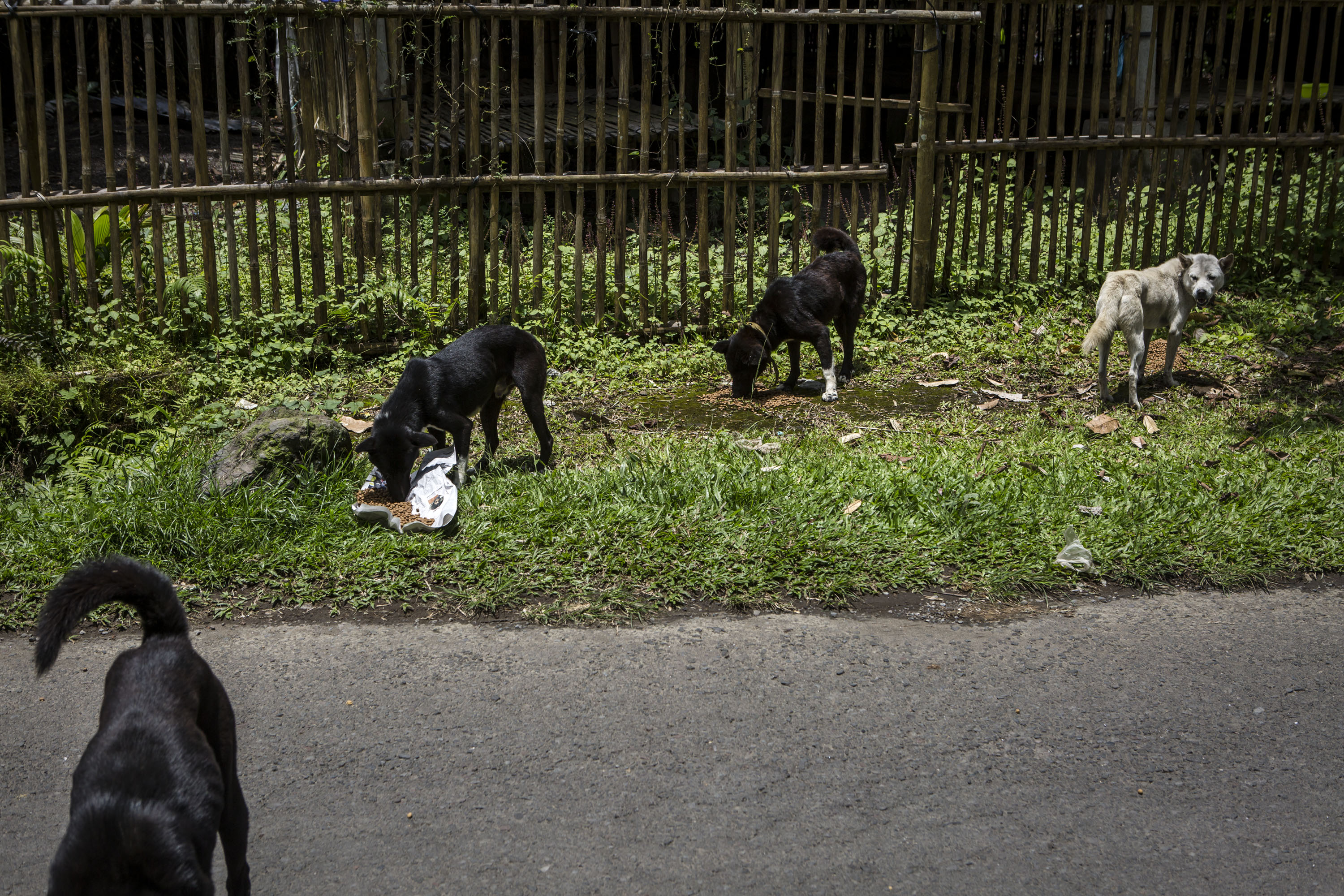Nadie abandona a tantos perritos en Latinoamérica como los mexicanos