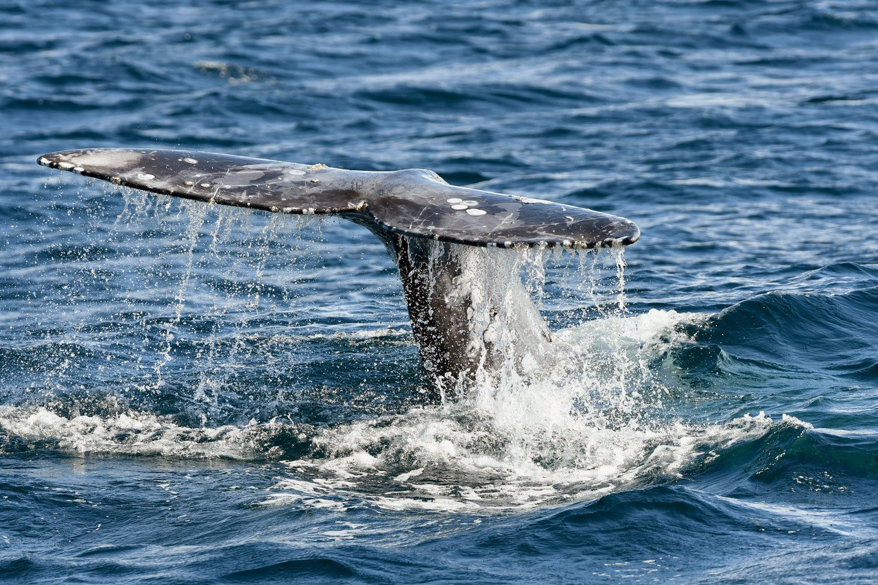Primer censo en Baja California registra el nacimiento de 14 crías de ballena gris