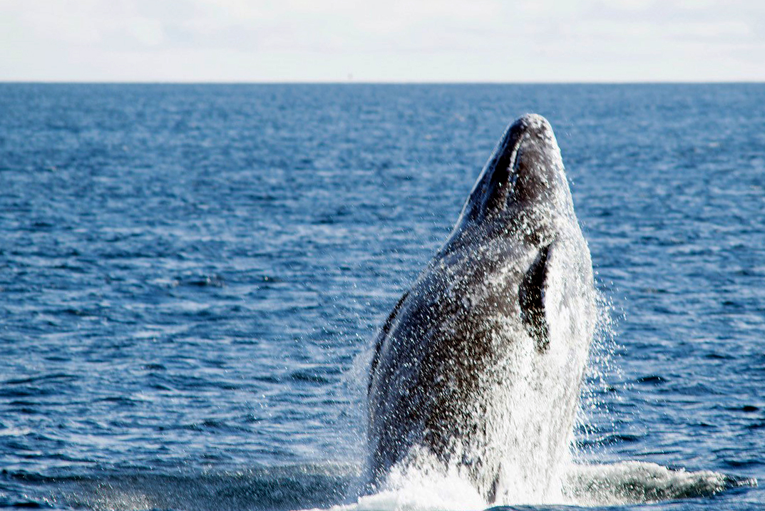 Primer censo en Baja California registra el nacimiento de 14 crías de ballena gris