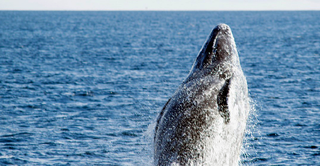 nueva-especie-ballena-golfo-de-mexico