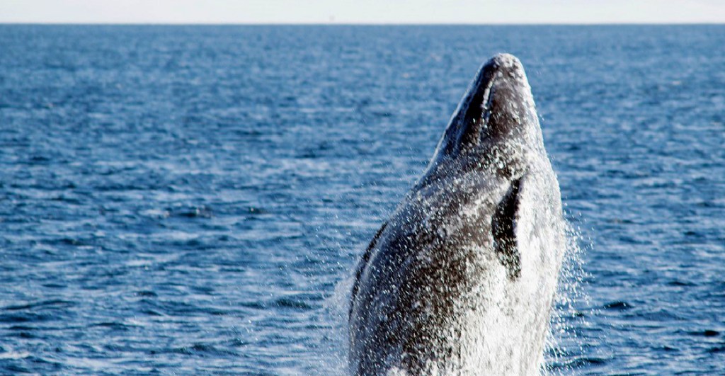 nueva-especie-ballena-golfo-de-mexico
