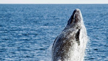 nueva-especie-ballena-golfo-de-mexico