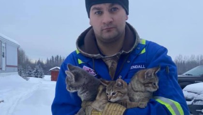 Héroe sin capa: Salva a tres gatitos de morir congelados con su taza de café