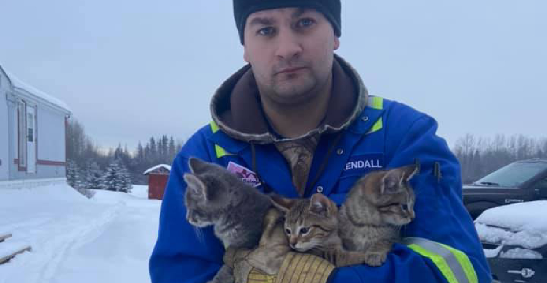 Héroe sin capa: Salva a tres gatitos de morir congelados con su taza de café