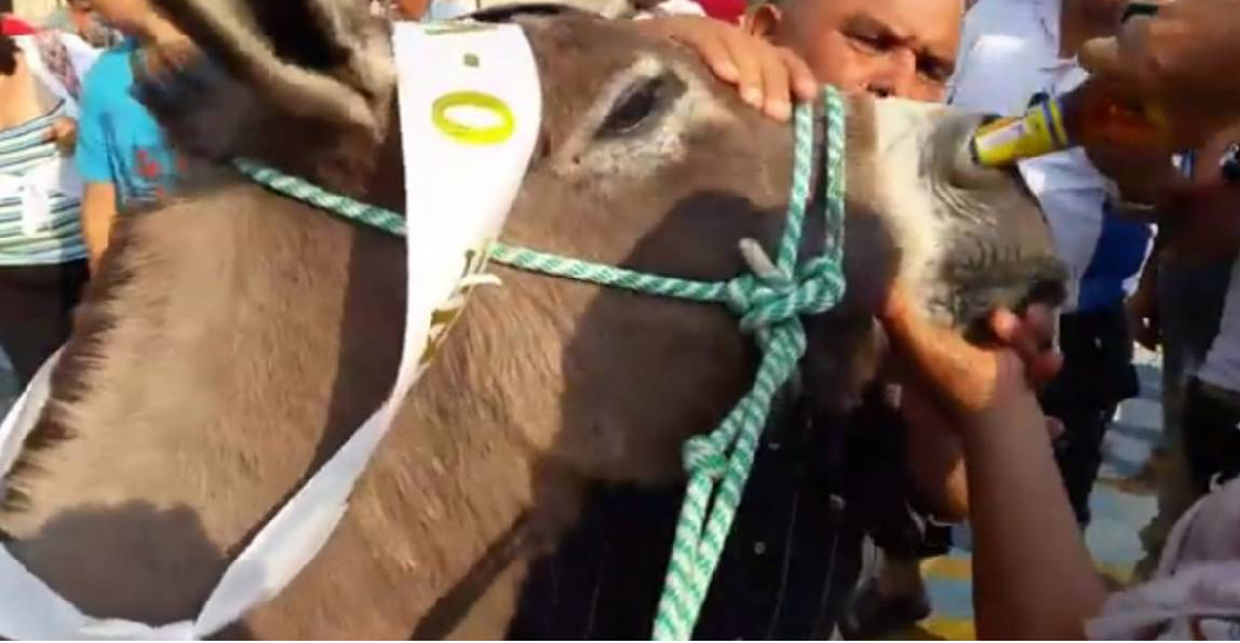 Un burro fue obligado a beber cerveza por la nariz tras ganar una carrera en Colombia