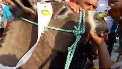 Un burro fue obligado a beber cerveza por la nariz tras ganar una carrera en Colombia