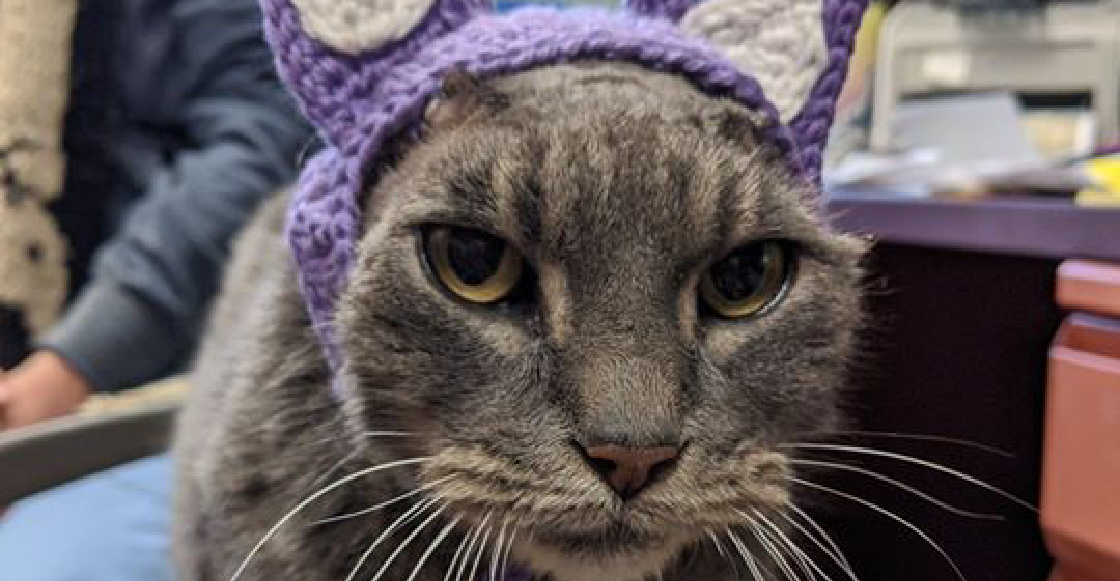 Lady, la gatita que perdió sus orejas por una infección y hoy vive muy feliz