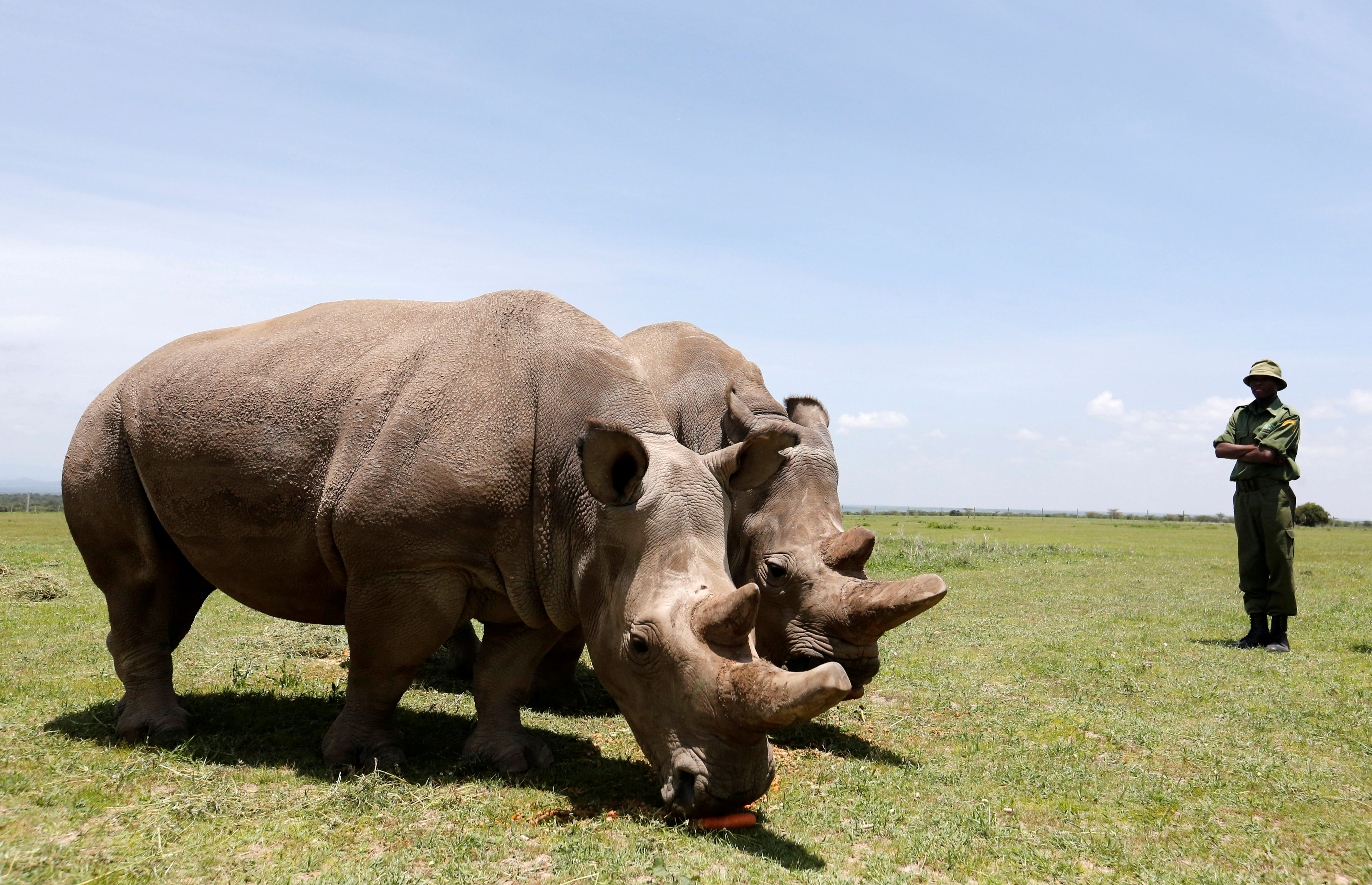 Científicos logran tres embriones viables del casi extinto rinoceronte blanco del norte