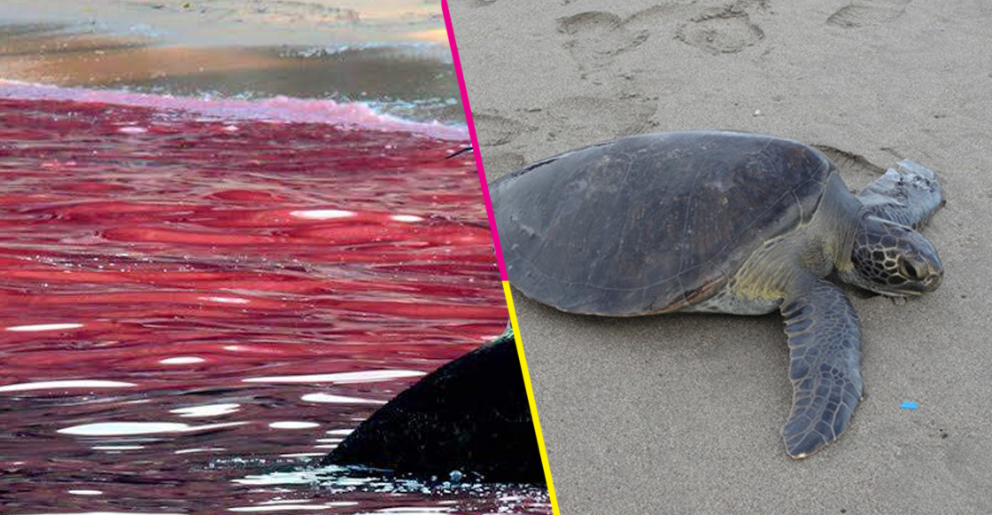 292 tortugas murieron en playas de Oaxaca por la marea roja